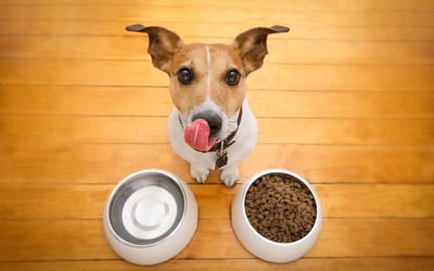 What of the palatability of vegan dog foods?