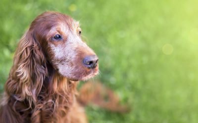 New study finds vegan diet dogs may live longer