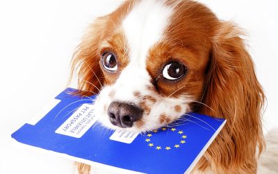 Plant-based pets can travel easily to the EU