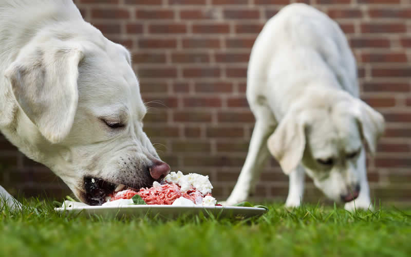 Labradors eating raw food