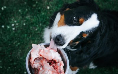 What do we mean by a sustainable diet for dogs?