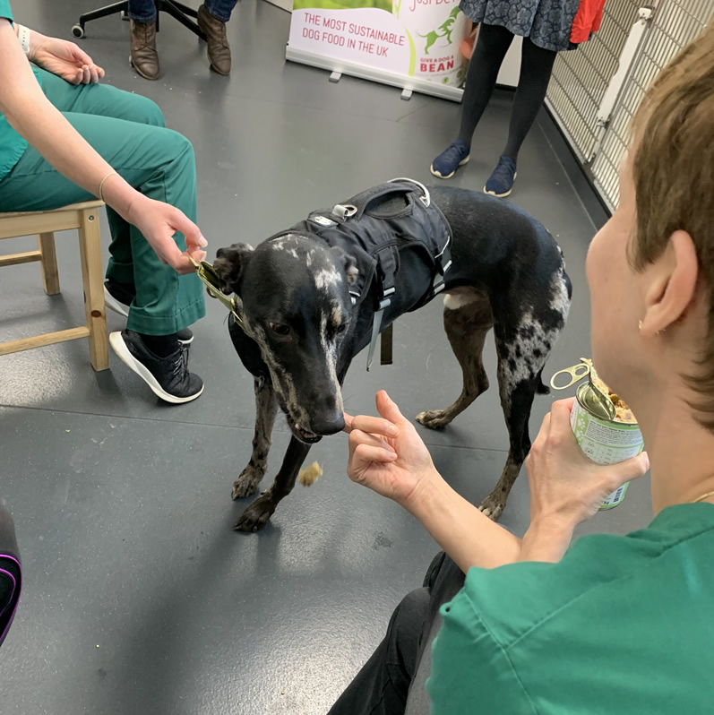 Greyhound Harlet at Jurassic Vets trying Give A Dog A Bean plant-based dog food