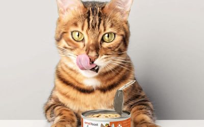 UK’s first meat cultivated cat food to launch!
