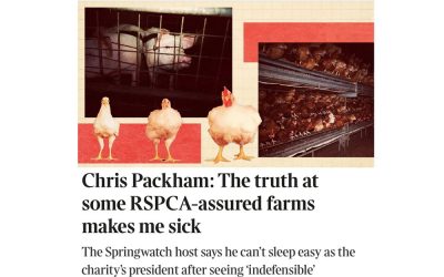The truth about ‘RSPCA Assured’ farms