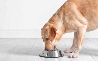 BVA Review of Vegan Dog Food