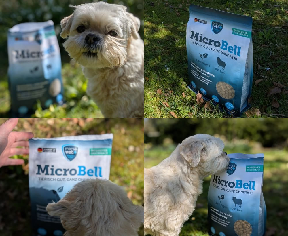 Border Terrier Coco and microbell bacterial fermentation protein dog food
